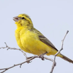 الكناري الطيور تأثيرات صوتية