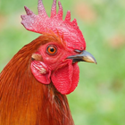 雄鶏の鳴き声 アイコン