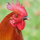 Rooster Sounds icon