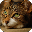 Cat 3D Live Wallpaper