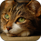 Cat 3D Live Wallpaper icon