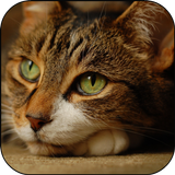 猫3D住的墙纸 圖標