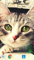 Cat 3D Live Wallpaper screenshot 1