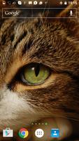 Cat 3D Live Wallpaper screenshot 2