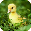 ”Ducklings Live Wallpaper