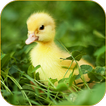 Ducklings Live Wallpaper