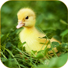 Ducklings Live Wallpaper আইকন