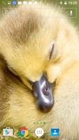 Ducklings Live Wallpaper imagem de tela 1