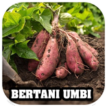 Bertani Tanaman Umbi
