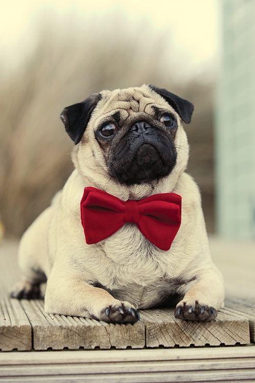 Cute Pug Puppies Wallpaper Hd For Android Apk Download