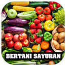 Bertani Tanaman Sayuran APK