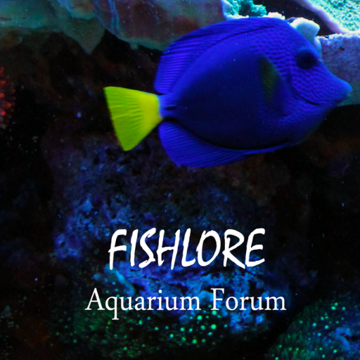 Fish Lore Aquarium Forum