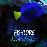 Fish Lore Aquarium Forum Affiche