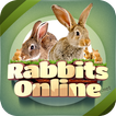 Rabbit Forum
