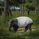 Tapir Wallpaper APK