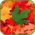 Fall Leaves Live Wallpaper 4K 图标