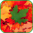 Fall Leaves Live Wallpaper 4K آئیکن
