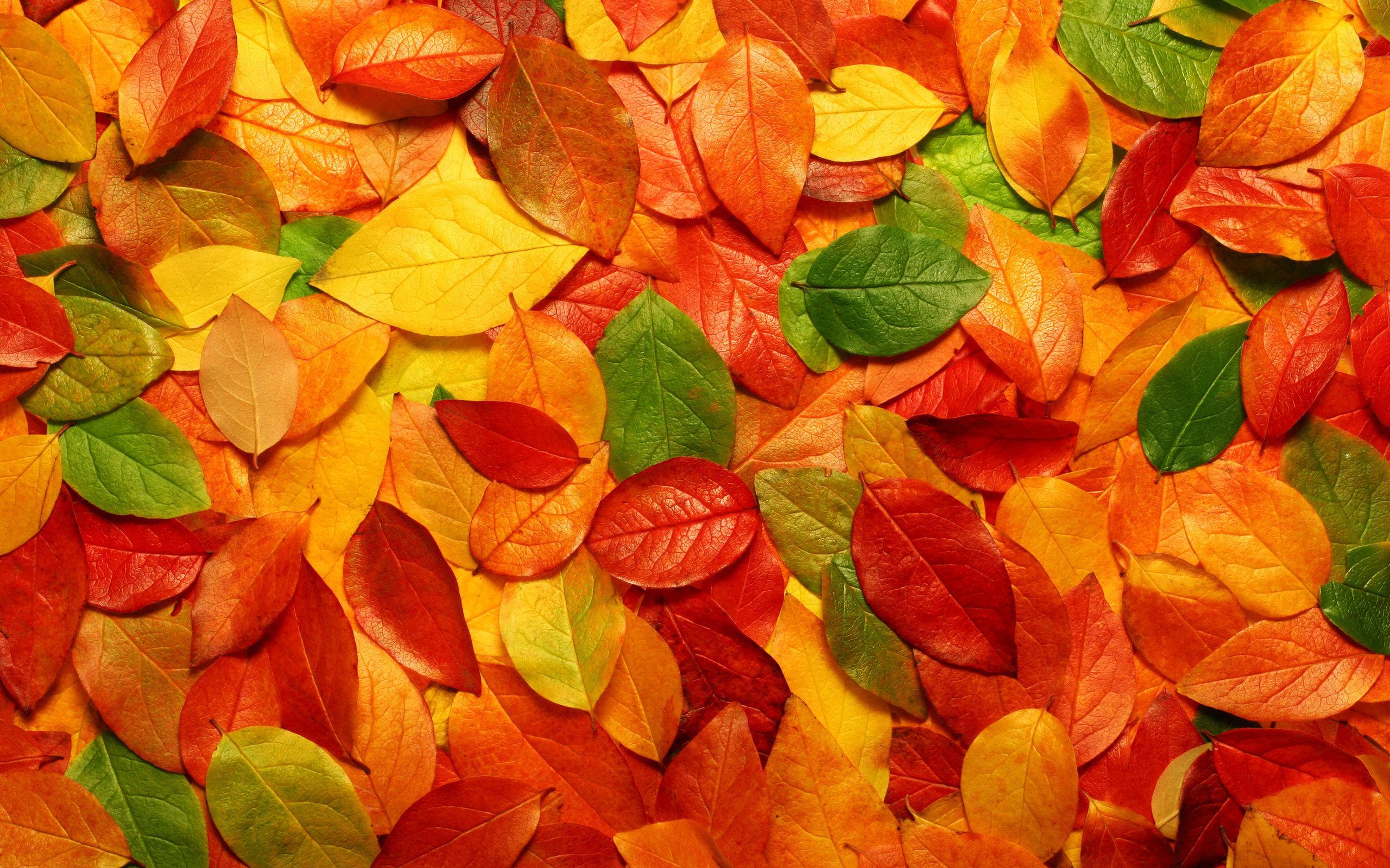 Feuilles d'automne 4K pour Android - Téléchargez l'APK