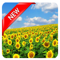 Hd Flower Wallpaper