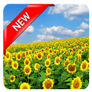 Hd Flower Wallpaper-APK