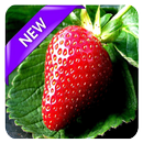 Hd Fruit Wallpaper APK