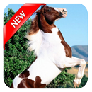 Hd Horse Wallpaper-APK