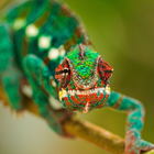 Animaux sauvages de Chameleon Puzzles icône