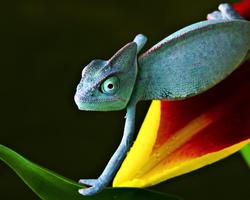 Chameleon Wild Animals Jigsaw Puzzles screenshot 3