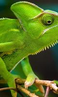 Animaux sauvages de Chameleon Puzzles capture d'écran 1