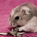Funny Hamsters Cute New Jigsaw Puzzles APK