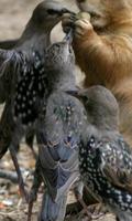 Pigeons Wild Animals Jigsaw Puzzles screenshot 1