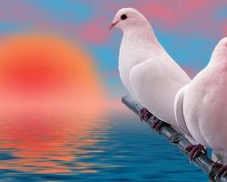 Pigeons Wild Animals Jigsaw Puzzles screenshot 3