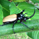 طارد الحشرات من المنازل