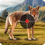 Coyote Target Shooting