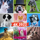 Dog Pictures : Dogs Wallpapers APK