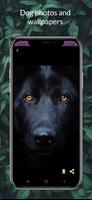 Dog Pictures : Dogs Wallpapers penulis hantaran
