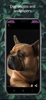 Dog Pictures : Dogs Wallpapers syot layar 2