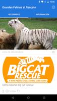 Grandes Felinos al Rescate poster