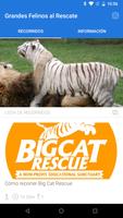 Grandes Felinos al Rescate โปสเตอร์