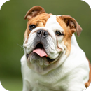 Dog Barking Sound - Pet Sounds APK