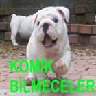 KOMİK EĞLENCELİ BİLMECE LER আইকন