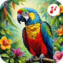 Birds Sound & Wallpaper APK
