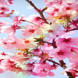 Cherry Blossom Wallpaper