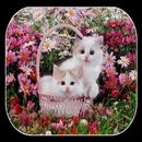 APK Cute Cate Live Wallpaper