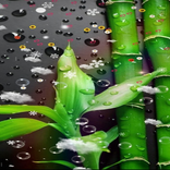 Bamboo Wallpaper