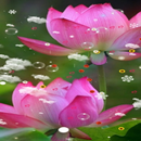 APK Lotus Wallpaper