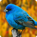 Bird Sounds