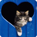 Cat Sounds