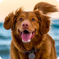 Dog Sounds