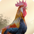 Rooster Sounds